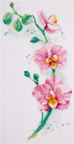 (image for) Orchid